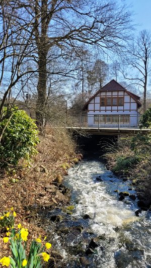 Bach, Haus, Osterglocken, Bäume, blauer Himmel, Frühling