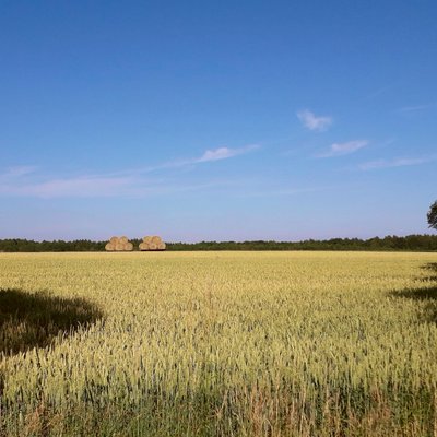 Landschaft, goldgelbes Getreidefeld, blauer Himmel ohne eine Wolke