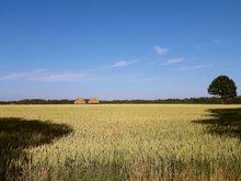 Landschaft, goldgelbes Getreidefeld, blauer Himmel ohne eine Wolke