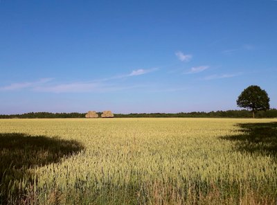 Landschaft, goldgelbes Getreidefeld, blauer Himmel ohne eine Wolke