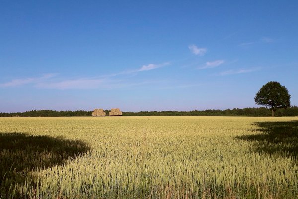 Landschaft, goldgelbes Getreidefeld, blauer Himmel ohne eine Wolke
