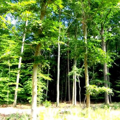 Buchenwald